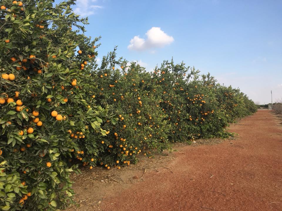 26815434_535464583503257_5879152238817416923_n